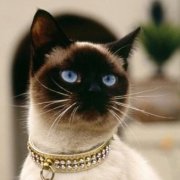 София Кулиджанова