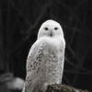 Никита Корень