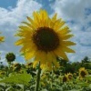 Данэко Токояма