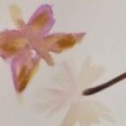 Елена Васкирова