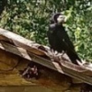 Даниил Порошин