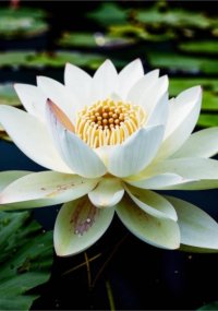 Что такое счастье, и как с ним бороться